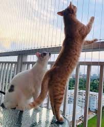 Open balcony view with invisible grill